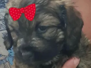 Cachorro raça SRD-ViraLata idade Abaixo de 2 meses nome Sofia 