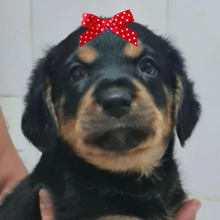 Cachorro ra a SRD-ViraLata idade 2 a 6 meses nome Bebel 