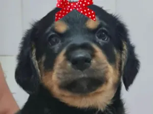 Cachorro raça SRD-ViraLata idade 2 a 6 meses nome Bebel 
