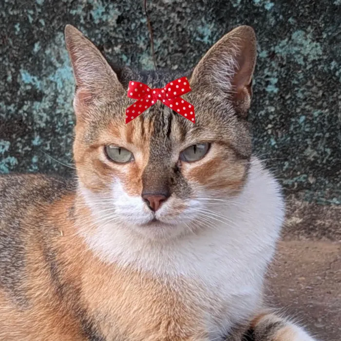 Gato ra a SRD-ViraLata idade 1 ano nome Granola 