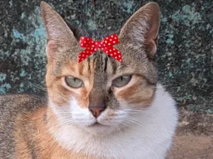 Gato raça SRD-ViraLata idade 1 ano nome Granola 