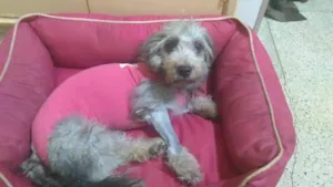 Cachorro raça SRD-ViraLata idade 4 anos nome Babi
