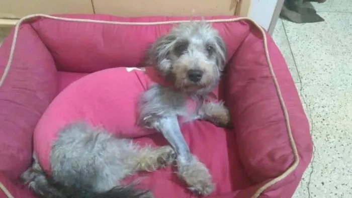 Cachorro ra a SRD-ViraLata idade 4 anos nome Babi
