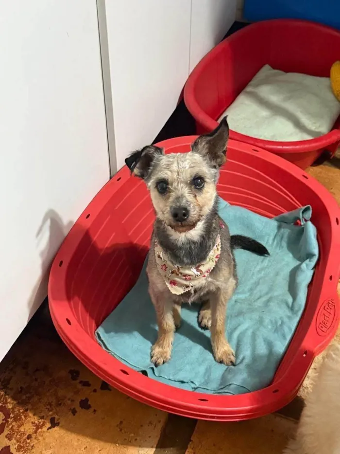 Cachorro ra a SRD-ViraLata idade 4 anos nome Babi