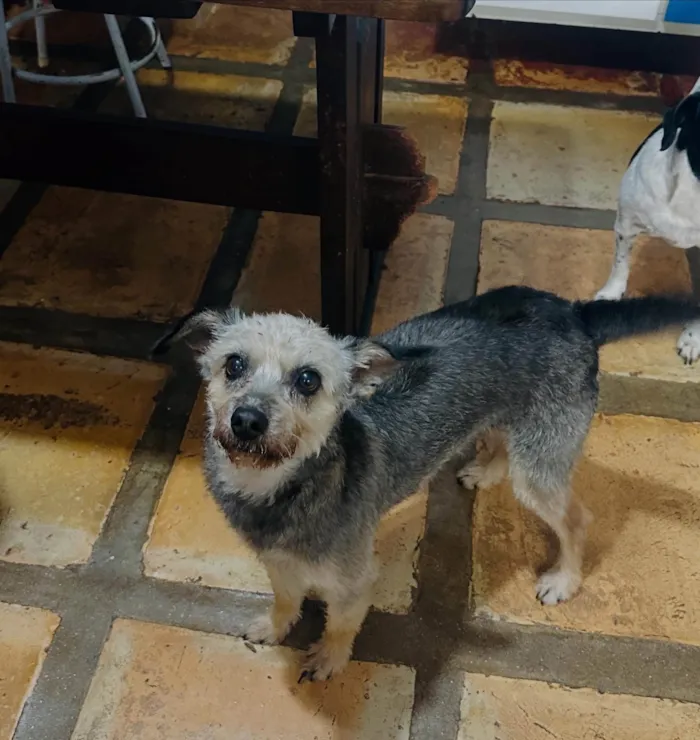 Cachorro ra a SRD-ViraLata idade 4 anos nome Babi