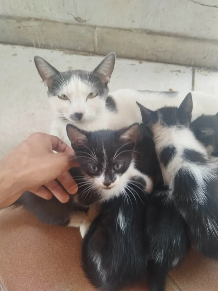 Gato ra a SRD-ViraLata idade 2 a 6 meses nome Filhotinhos precisam de um lar.
