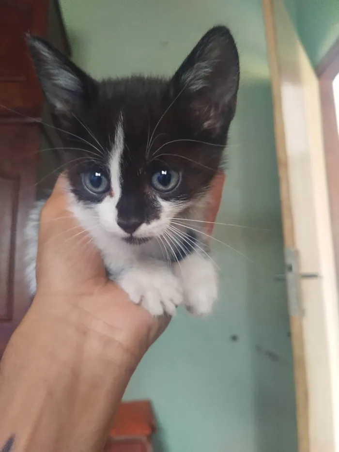Gato ra a SRD-ViraLata idade 2 a 6 meses nome Filhotinhos precisam de um lar.