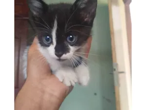 Gato raça SRD-ViraLata idade 2 a 6 meses nome Filhotinhos precisam de um lar.