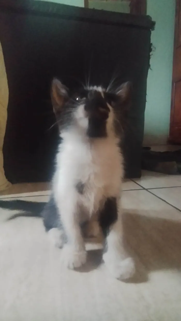 Gato ra a SRD-ViraLata idade 2 a 6 meses nome Filhotinhos precisam de um lar.