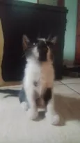 Filhotinhos precisam de um lar.