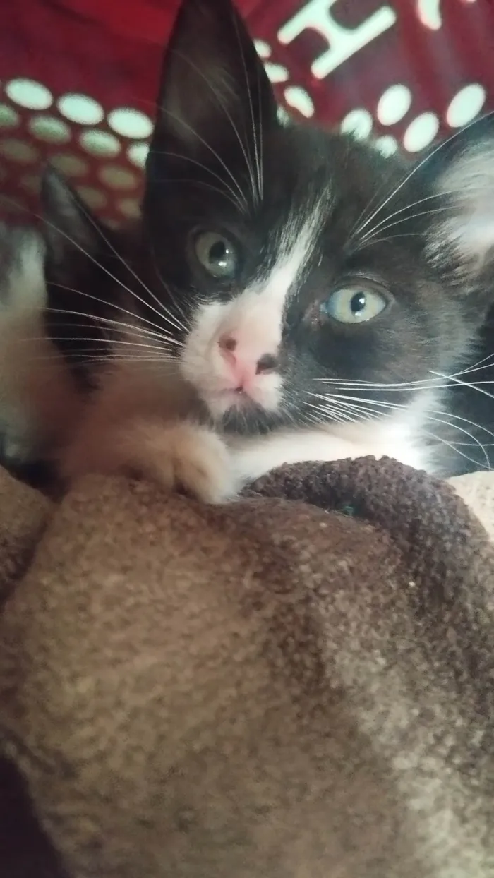 Gato ra a SRD-ViraLata idade 2 a 6 meses nome Filhotinhos precisam de um lar.