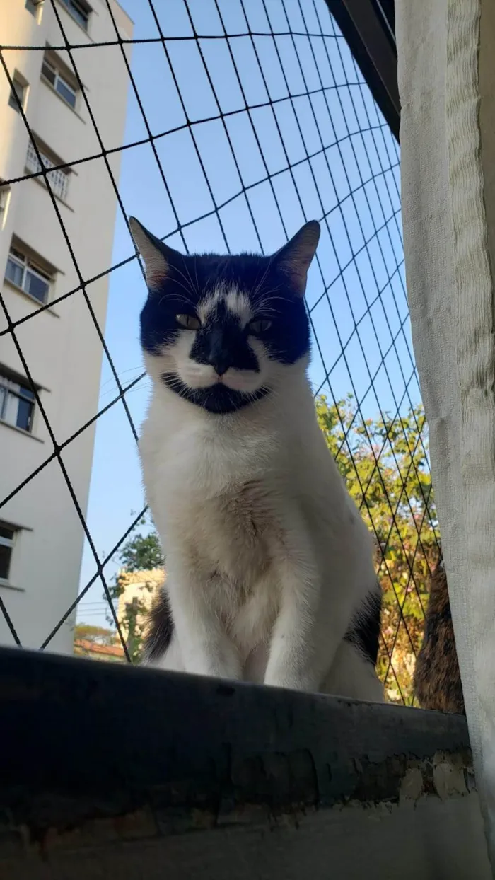 Gato ra a SRD-ViraLata idade 4 anos nome Carmem Sandiego