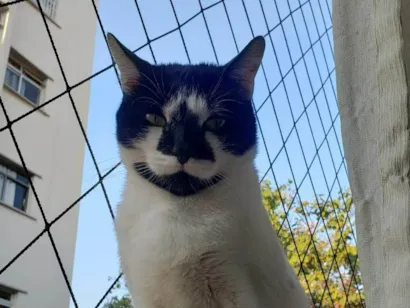 Gato raça SRD-ViraLata idade 4 anos nome Carmem Sandiego
