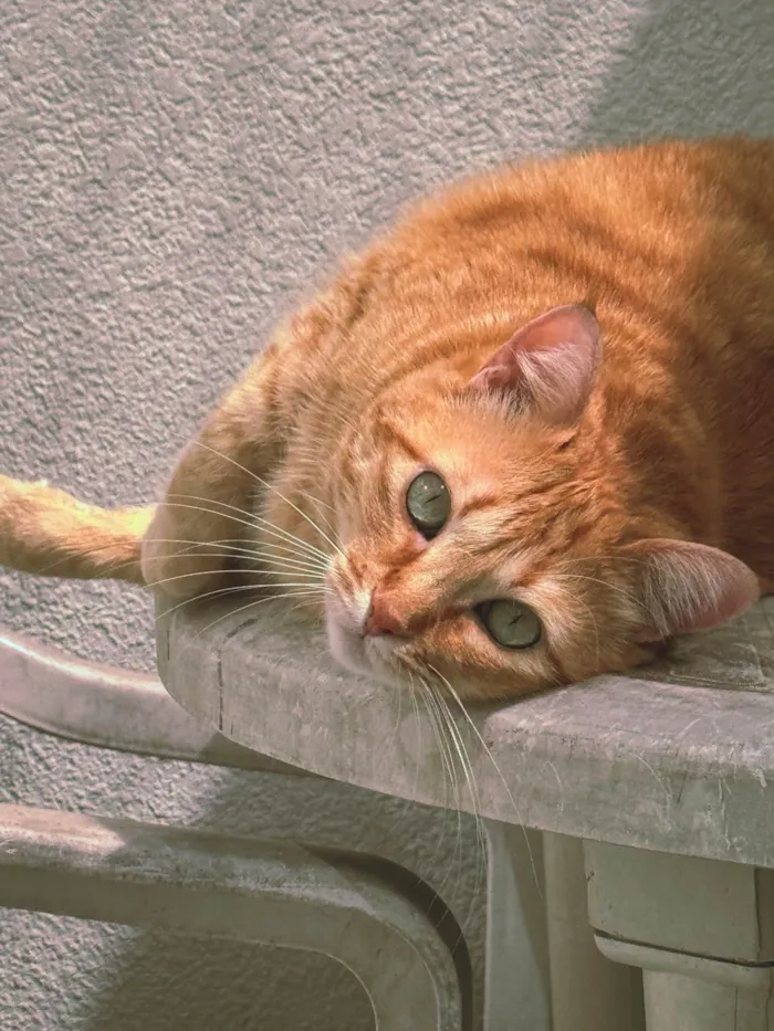 Gato ra a SRD-ViraLata idade 2 anos nome Nemo e Coral