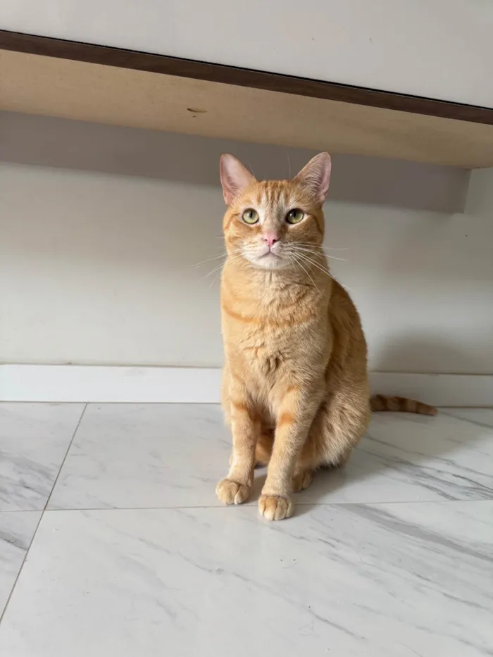 Gato ra a SRD-ViraLata idade 2 anos nome Nemo e Coral