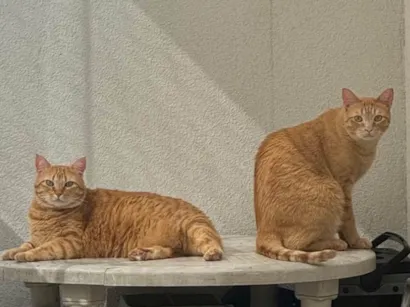 Gato raça SRD-ViraLata idade 2 anos nome Nemo e Coral