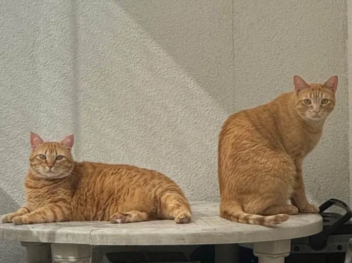 Gato ra a SRD-ViraLata idade 2 anos nome Nemo e Coral