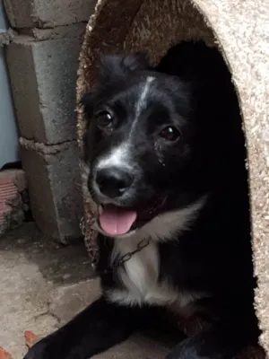 Cachorro raça SRD-ViraLata idade 1 ano nome Spack