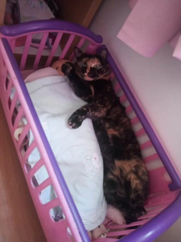 Gato ra a SRD-ViraLata idade 3 anos nome Judite