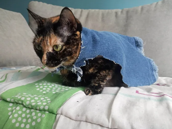 Gato ra a SRD-ViraLata idade 3 anos nome Judite