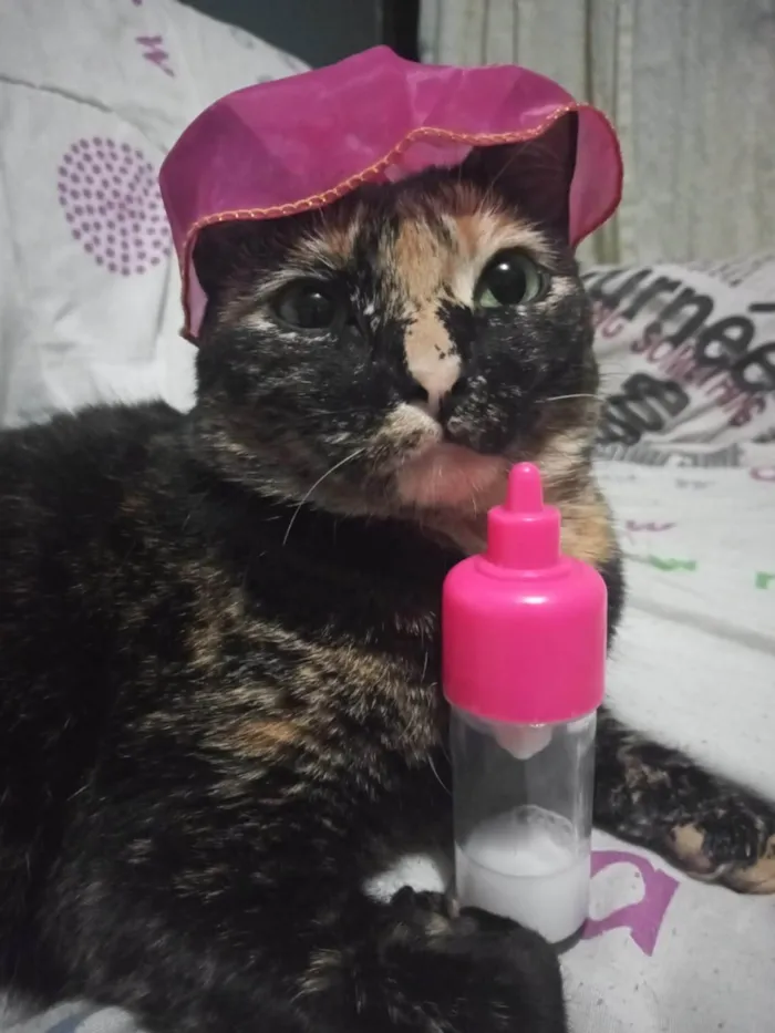 Gato ra a SRD-ViraLata idade 3 anos nome Judite