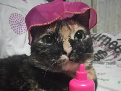 Gato raça SRD-ViraLata idade 3 anos nome Judite