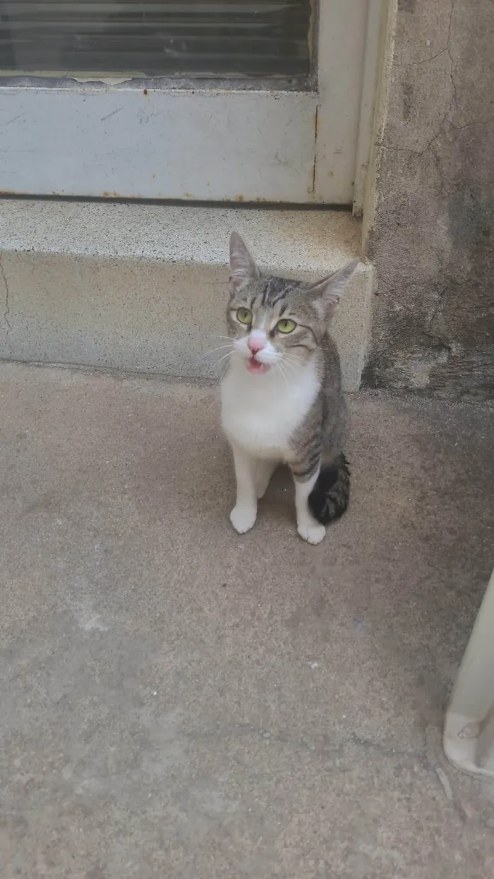 Gato ra a SRD-ViraLata idade 1 ano nome Não tem