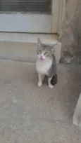 Não tem