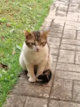 Marcel
