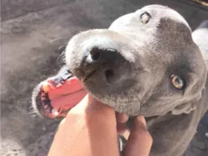 Cachorro raça Pit-Bull idade 2 anos nome Apollo 