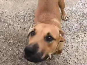 Cachorro raça Pit-Bull idade 1 ano nome Brisa