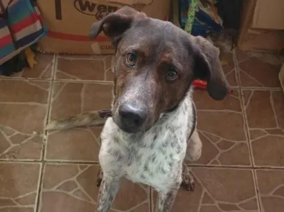 Cachorro raça SRD-ViraLata idade 7 a 11 meses nome Oreo 