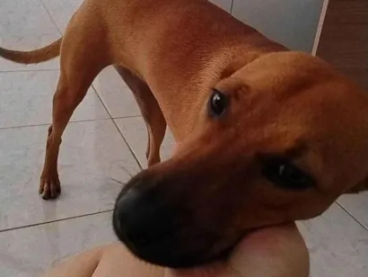 Cachorro raça SRD-ViraLata idade 2 a 6 meses nome Layla