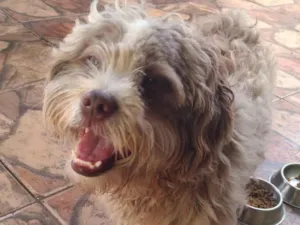Cachorro raça Shitzu idade 5 anos nome Desconhecido