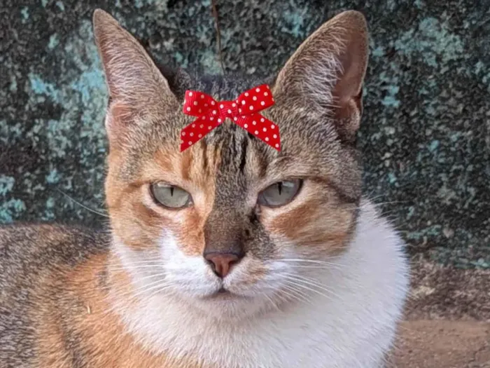 Gato ra a SRD-ViraLata idade 1 ano nome Granola 
