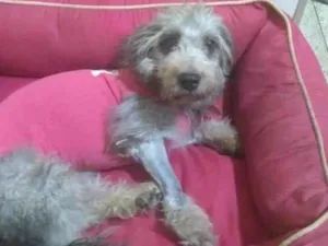 Cachorro raça SRD-ViraLata idade 4 anos nome Babi