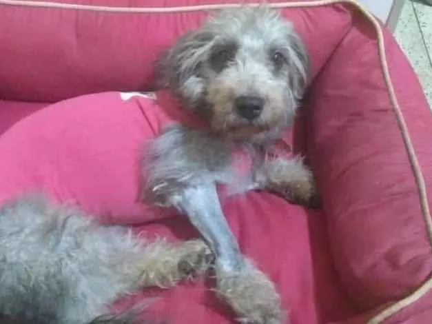 Cachorro ra a SRD-ViraLata idade 4 anos nome Babi