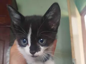 Gato raça SRD-ViraLata idade 2 a 6 meses nome Filhotinhos precisam de um lar.