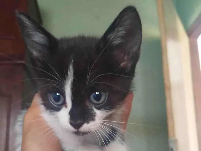 Gato ra a SRD-ViraLata idade 2 a 6 meses nome Filhotinhos precisam de um lar.