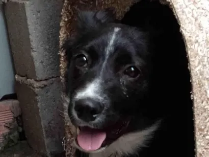 Cachorro raça SRD-ViraLata idade 1 ano nome Spack
