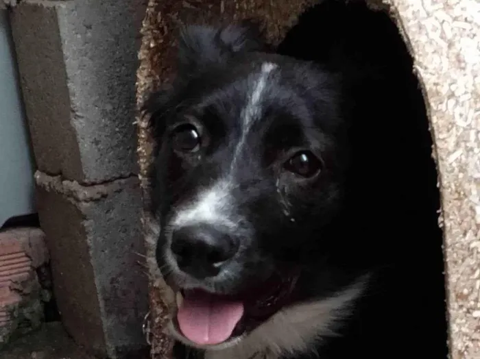 Cachorro ra a SRD-ViraLata idade 1 ano nome Spack