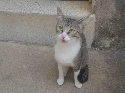 Gato raça SRD-ViraLata idade 1 ano nome Não tem