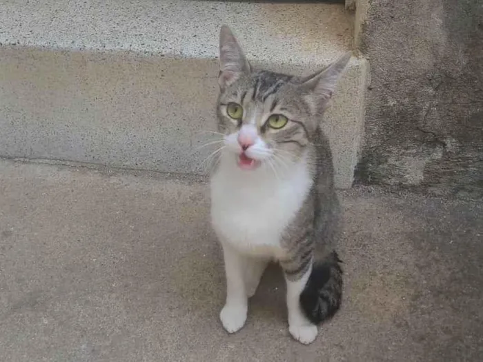 Gato ra a SRD-ViraLata idade 1 ano nome Não tem