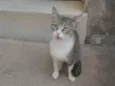 Não tem
