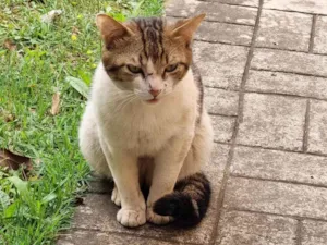 Gato raça SRD-ViraLata idade 1 ano nome Marcel 