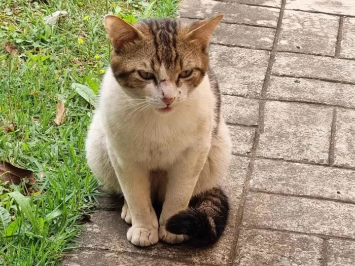 Gato ra a SRD-ViraLata idade 1 ano nome Marcel 