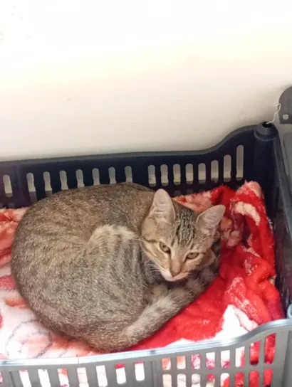 Gato raça SRD-ViraLata idade 2 a 6 meses nome Kássia quem resgatou 