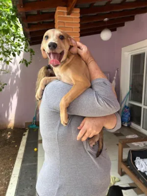 Cachorro raça SRD-ViraLata idade 2 a 6 meses nome Marquinhos