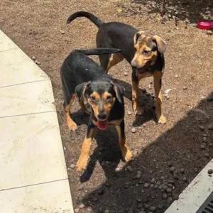 Cachorro raça SRD-ViraLata idade 2 a 6 meses nome Maria Eduarda e Mariângela 