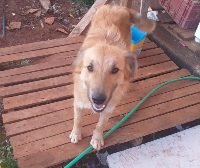Cachorro ra a Pastor Alemão idade 2 anos nome Lulu
